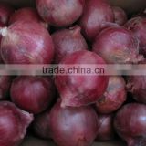 2013 Fresh Red Onion