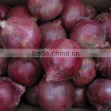 New Red Onion With Best Price thumbnail-1