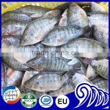 Frozen Tilapia Wholesale Price thumbnail-2
