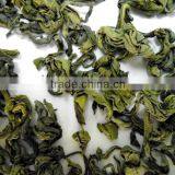 Green Tea OP thumbnail-1