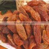 Sultana Raisin thumbnail-1