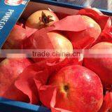 POMEGRANATE thumbnail-4