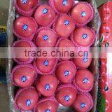 2016 China Red Honey Fuji Apple thumbnail-2