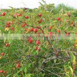 2016 New Crop 100% Wild Non-polluted Dried Rosehip Cracked thumbnail-5