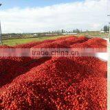Xinjiang Tomato Paste 28/30% Brix Cold Break thumbnail-3