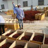 HIGH QUALITY STAR ANISEED FROM KEGO VIETNAM thumbnail-2