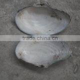 China Freshwater Shell Material Raw Mother of Pearl River Shells thumbnail-2