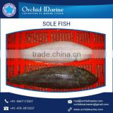2017 Fine Quality Precisely Processed Frozen Sole Fish Sea Food at Lowest Price