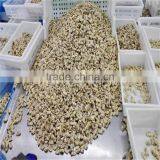 Frozen Vacuumed Baby Clam Cheap Pirce For Sale thumbnail-2