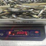 Sea Frozen Whole Anchovy thumbnail-5