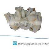 Frozen Giant Peru Fillet Squid Neck Size 500+ on Sale thumbnail-1