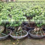 Ficus Microcarpa Ginseng Bosnai thumbnail-1