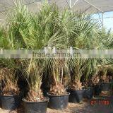 Butia Capitata thumbnail-1