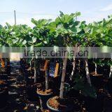 Ficus Carica "Mini Copa" thumbnail-2