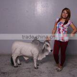 Definitive Brahman Looking Right thumbnail-5