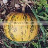 Export quality of Cucurbita pepo extract