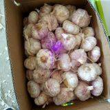 Loose Packing 5.5-6cm Fresh Red Garlic Produced In Jinxiang Shandong China thumbnail-2