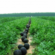 Seedless Black Skin Hybrid Watermelon Seeds thumbnail-4