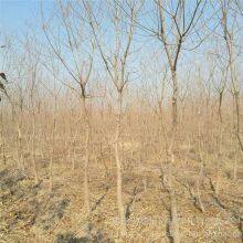One Chinese Tallow Tree With a Trunk Diameter of 8 cm at Breast Height in 2020 for Sale thumbnail-2