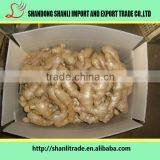 Fresh Yellow Ginger in 2016 thumbnail-5