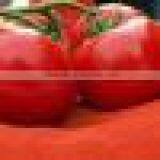 Spray Dried Tomato Powder thumbnail-2