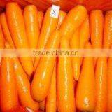 Carrot thumbnail-1
