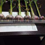 2017Hot Sale Egyptian Fresh Garlic (Red, White) for Export thumbnail-3
