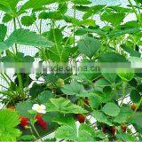 Strawberry Seedling Nursery thumbnail-2