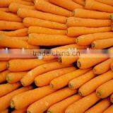 Sell Fresh Carrot in Bottom Price