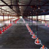 Chiken Feeding System Poultry Farm Production thumbnail-5