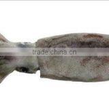 Low Price Frozen Suqid Aquatic Products Seafood thumbnail-1