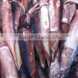 High Quality Competitive Frozen Squid Loligo thumbnail-1