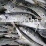 Frozen Small Eye Round Scad thumbnail-1