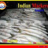 W/R FROZEN INDIAN MACKEREL thumbnail-2