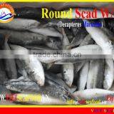 FROZEN ROUND SCAD W/R thumbnail-1