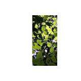 Chlorophylls thumbnail-1