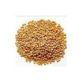 Mustard Seed Extract 10:1, 20:1