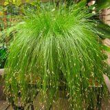 Yellow 40-60cm Perennial Ornamental Grasses Outdoor White