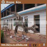 Life Size Museum Quality Dinosaur Skeleton for Exhibition thumbnail-3