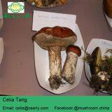 Porcini Porcino Slices Dried Mushrooms thumbnail-4