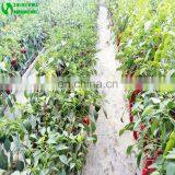 Eggplant Hydroponics and Coconut Cultivation Equipment/Hydroponics Growing Systems thumbnail-6