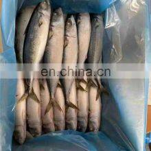 IQF Frozen Pacific Mackerel Fish Yellow Tail Pacific Mackerel thumbnail-4