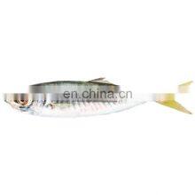 Land Frozen Small Eye Horse Mackerel Fish thumbnail-4