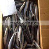 Sea Frozen Whole Round Frozen Sardine Fish thumbnail-5