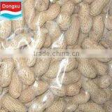 Packed Peanut in Shell