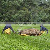 Gasoline Two-man Tea Plucker thumbnail-4