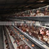 egg production cages equipment