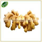 Chinese fresh dried ginger for sale