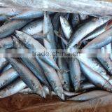 WR Frozen Mackerel 200-300g for Sale