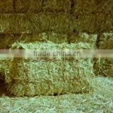 Grass hay, animal feeding grass hay, dry grass hay, Rhode grass hay, hay bale, dry hay